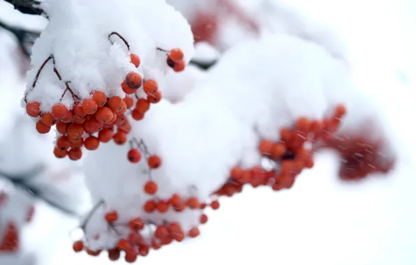 Картинка зима, снег, ягоды
