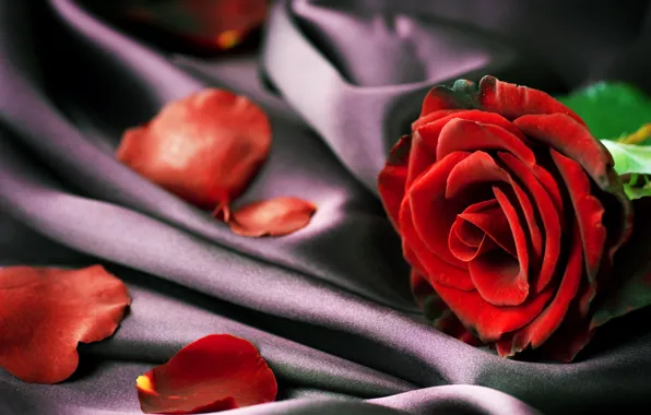 Картинка роза, лепестки, ткань, красная, крупным планом