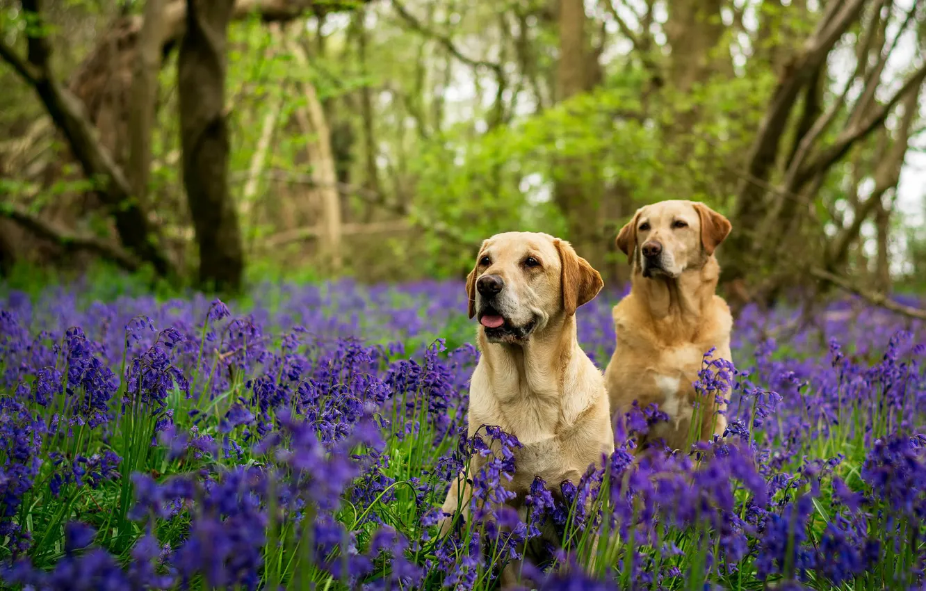 Фото обои лес, собаки, деревья, цветы, две, колокольчики, Лабрадоры
