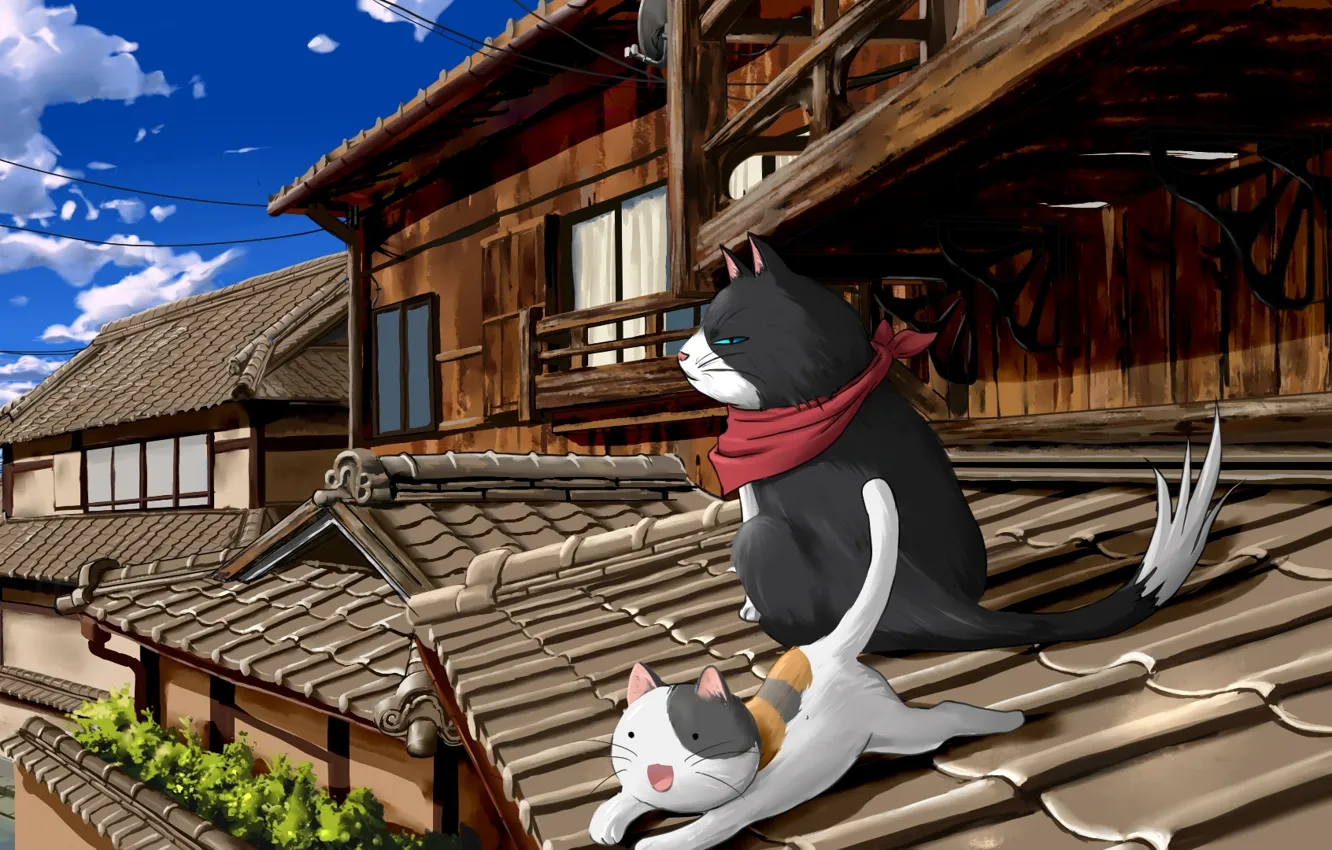 Фото обои крыша, коты, nyan koi