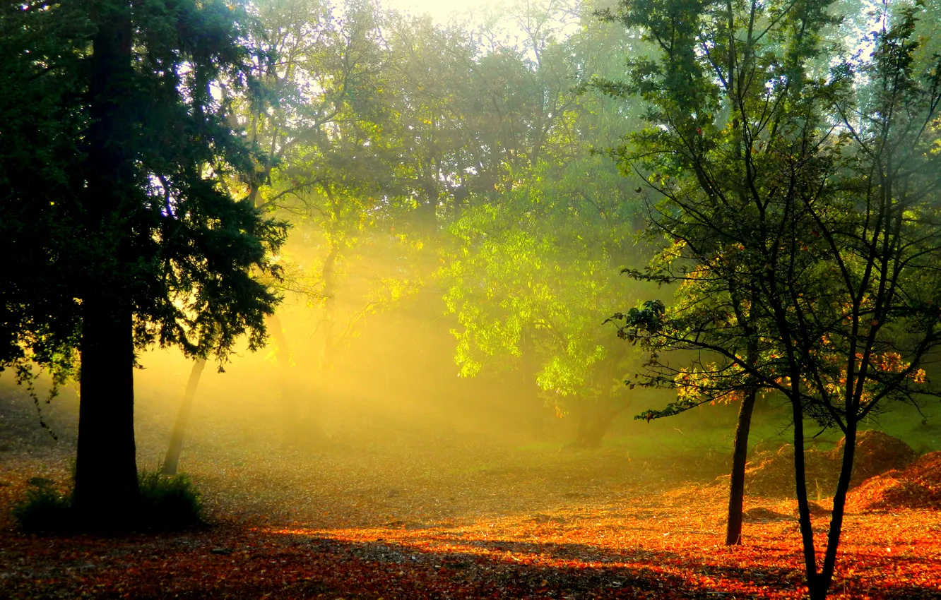 Фото обои лес, солнце, лучи, деревья, природа, туман, рассвет, листва, утро, дымка