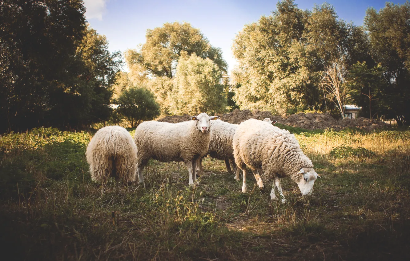 Фото обои животные, деревья, овцы, шерсть, овечки
