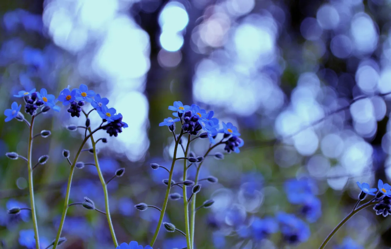 Фото обои трава, макро, свет, цветы, природа, блики, цвет, растения, размытость, blue, незабудки