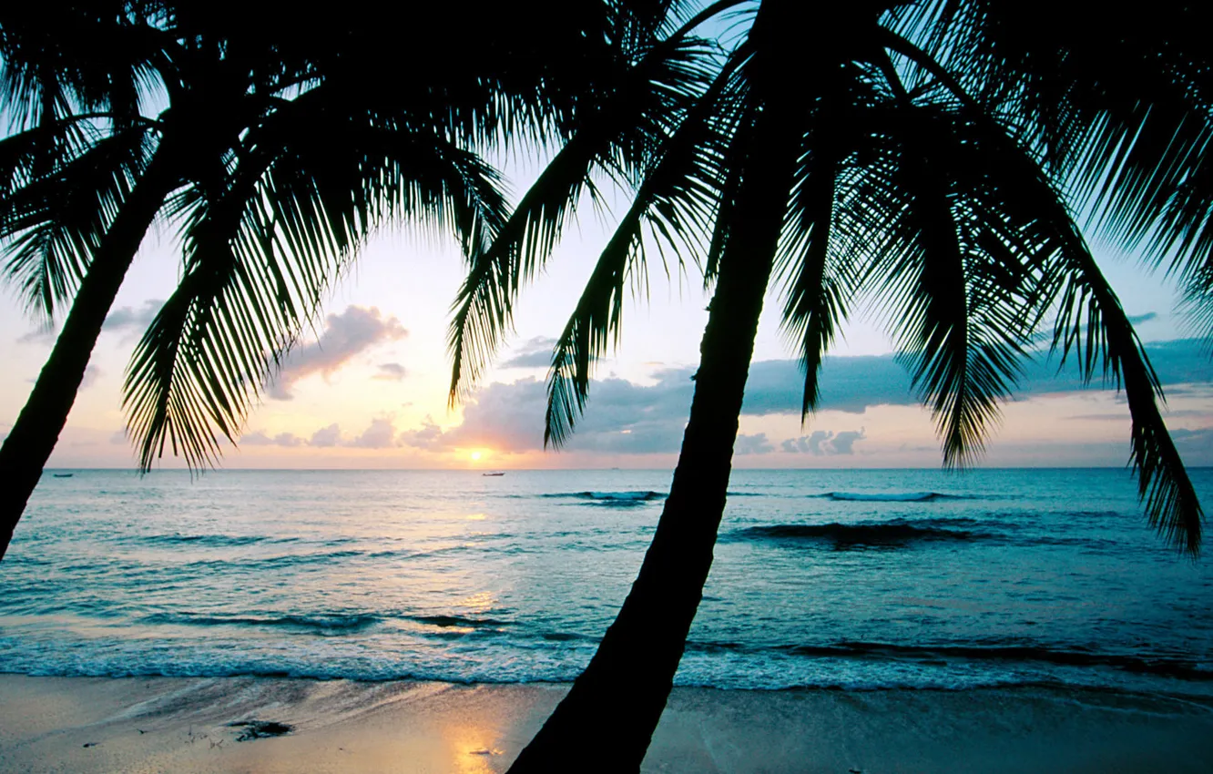 Фото обои закат, пальмы, океан, Barbados, Карибы, West Indies, king\'s...