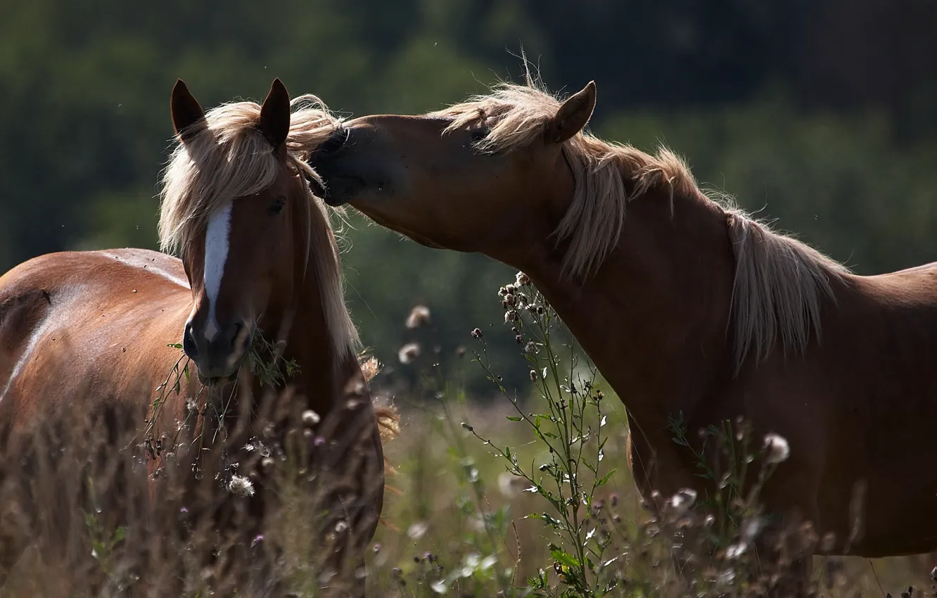 Фото обои лето, трава, кони