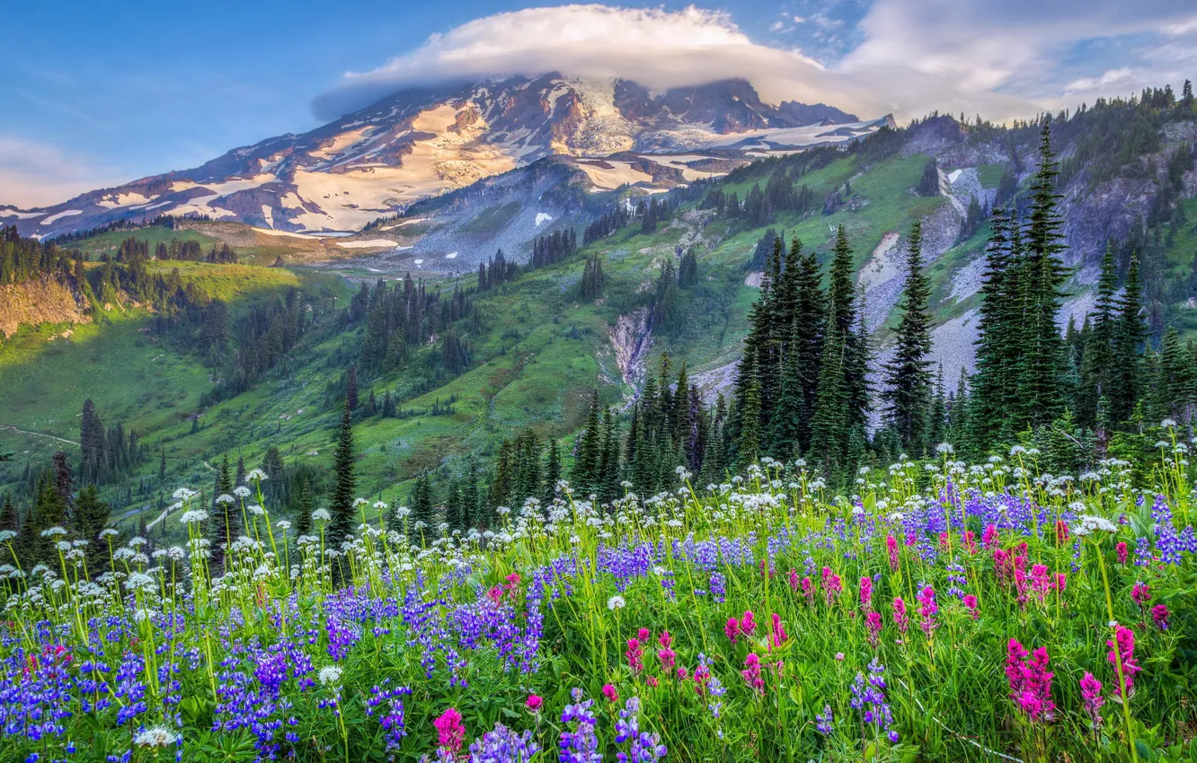 Фото обои облака, деревья, цветы, горы, природа, холмы, поляна, США