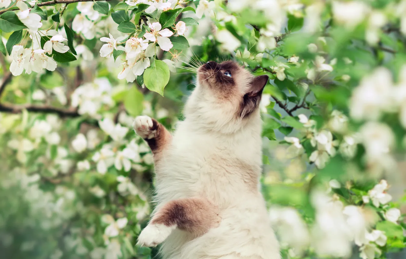 Фото обои зелень, цветы, дерево, весна, Кошка, сиамская