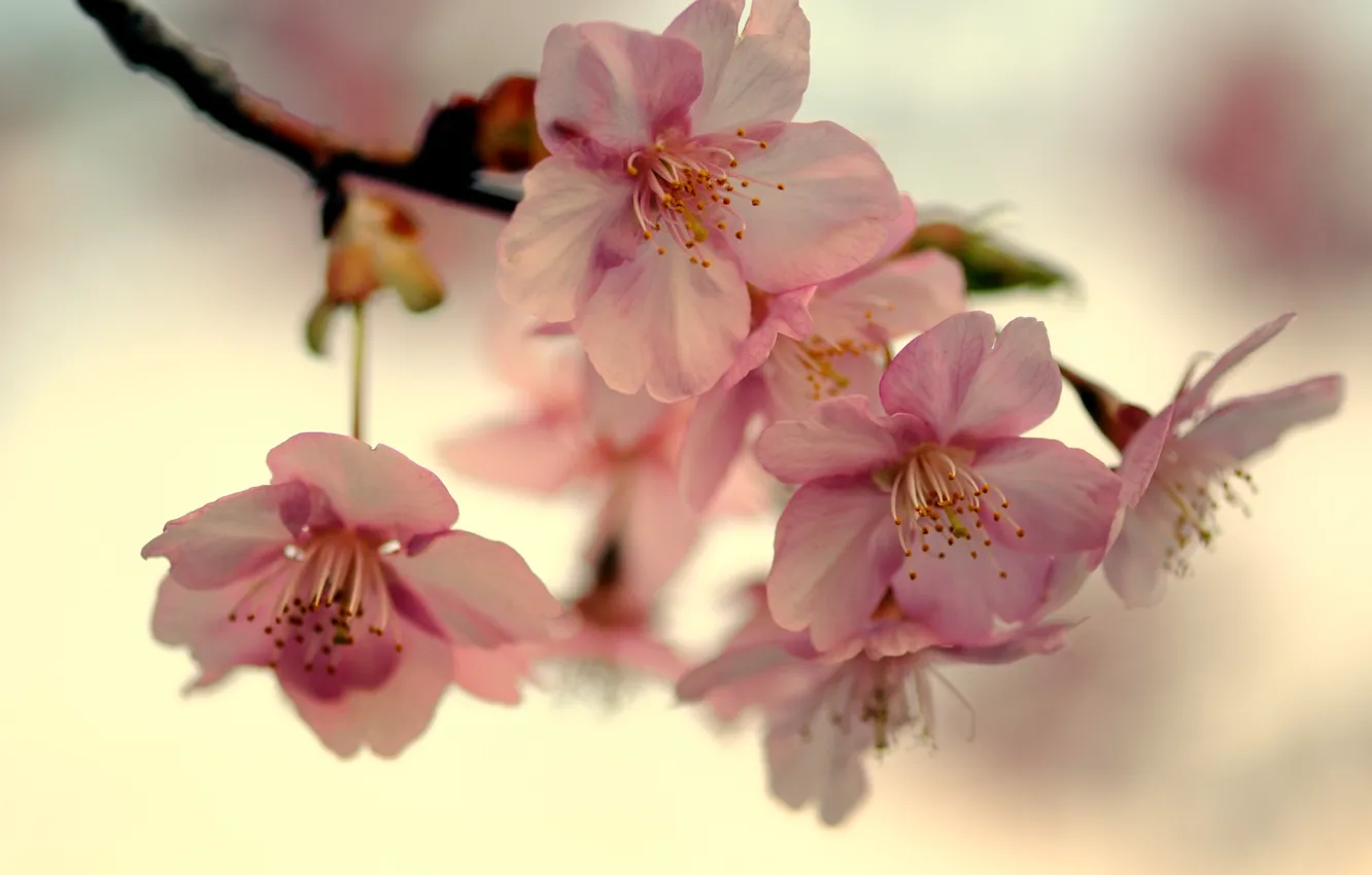 Фото обои небо, макро, свет, вишня, япония, ветка, весна, лепестки, сакура, розовые, цветение