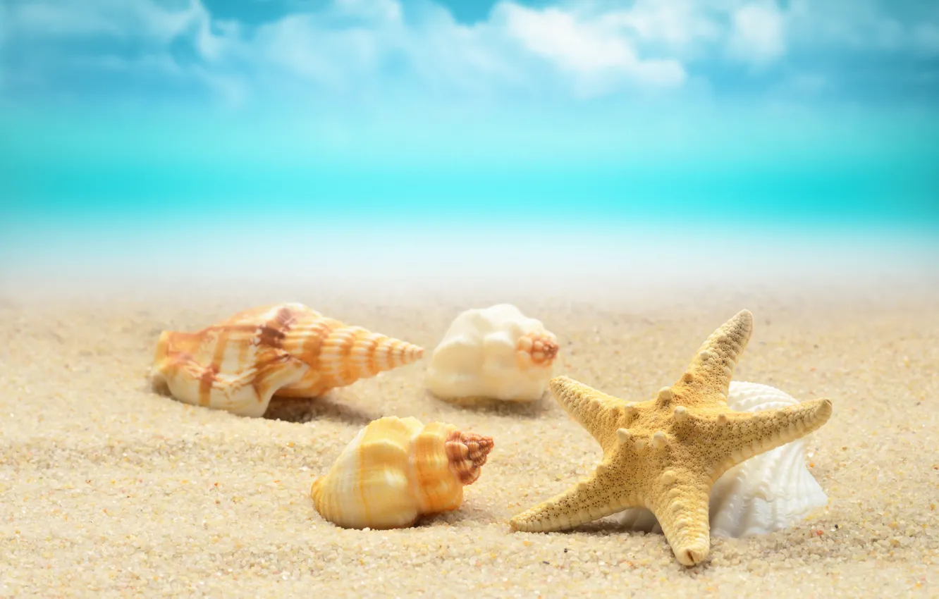 Фото обои песок, море, волны, пляж, берег, ракушки, summer, beach, sea, blue, sand, starfish, seashells