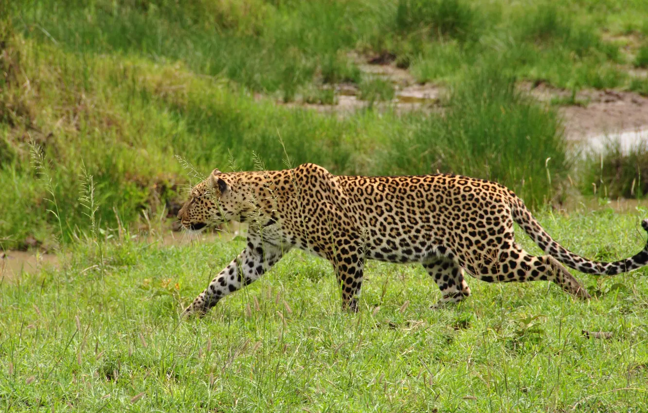 Фото обои трава, хищник, леопард, дикая кошка, крадется