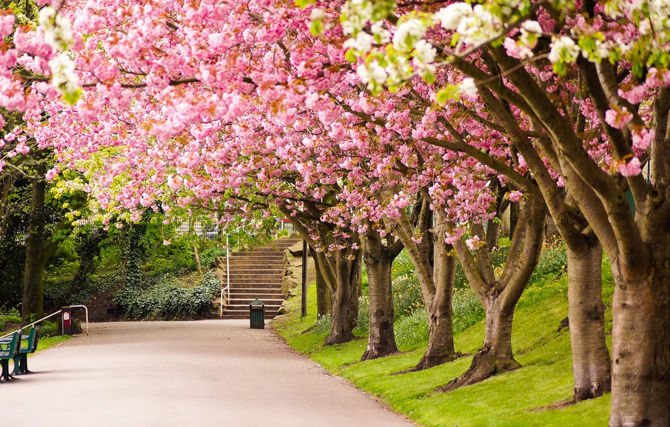 Фото обои дорога, деревья, природа, парк, Англия, весна, сакура, Великобритания, ступеньки, аллея, цветение, England, Great Britain, Sheffield, …