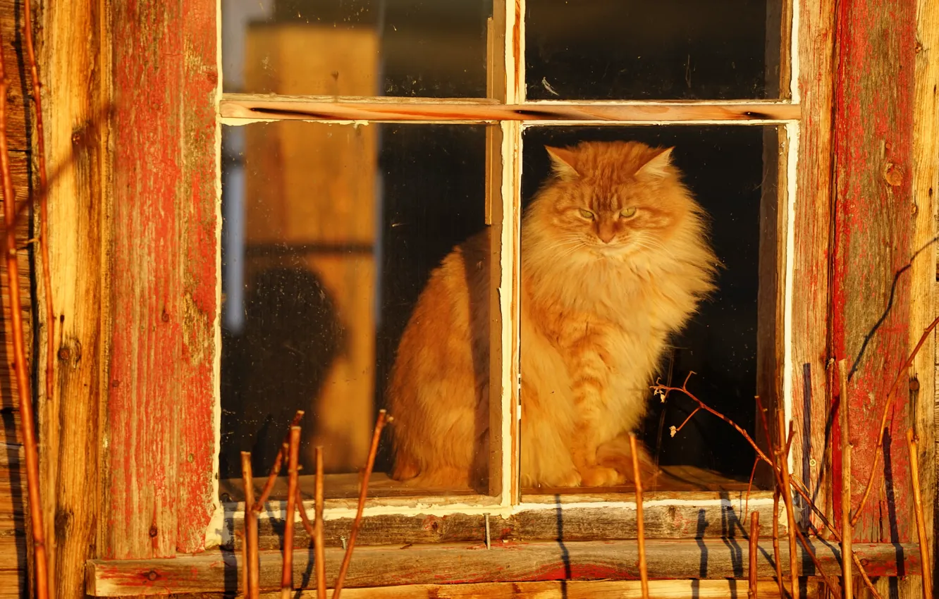 Кошка На Окне Фото