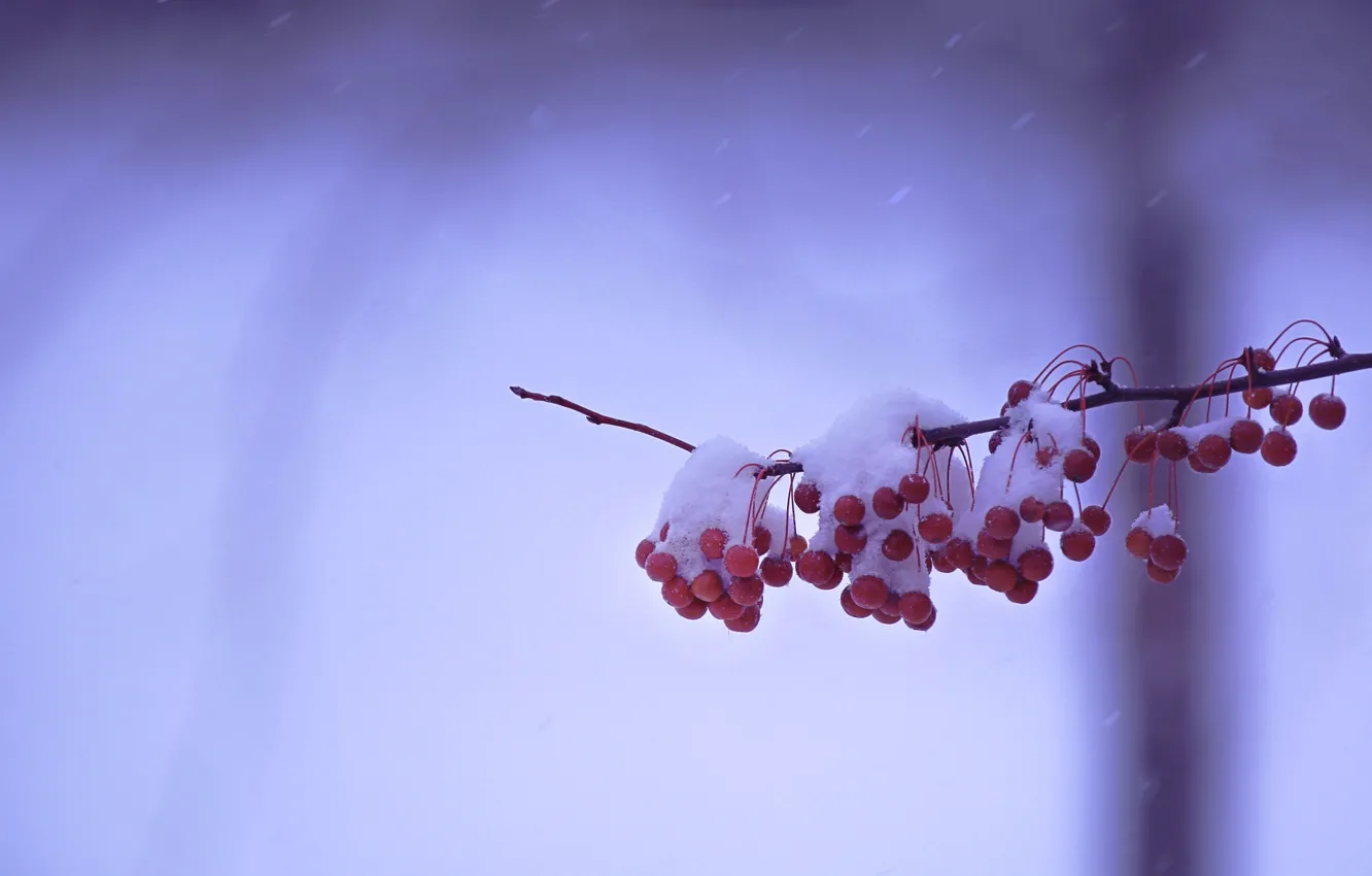 Фото обои зима, снег, ягоды, ветка, плоды