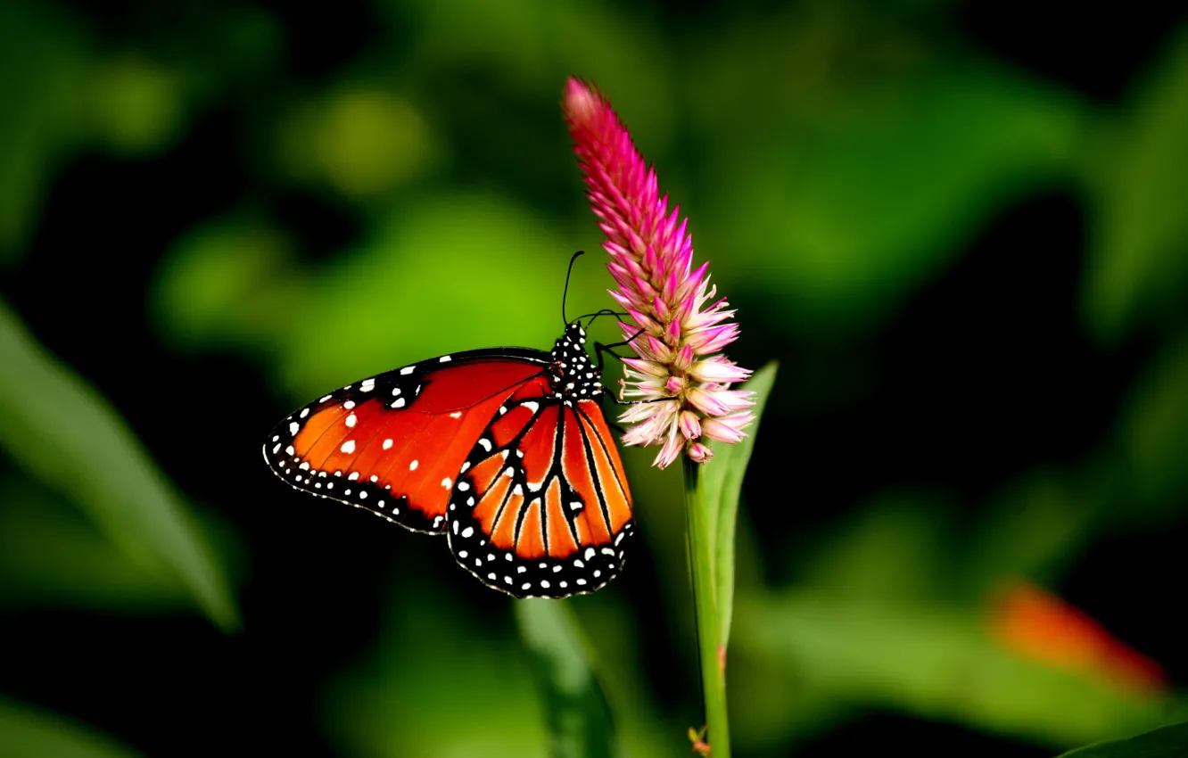 Фото обои поле, цветок, бабочка, крылья, лепестки, сад