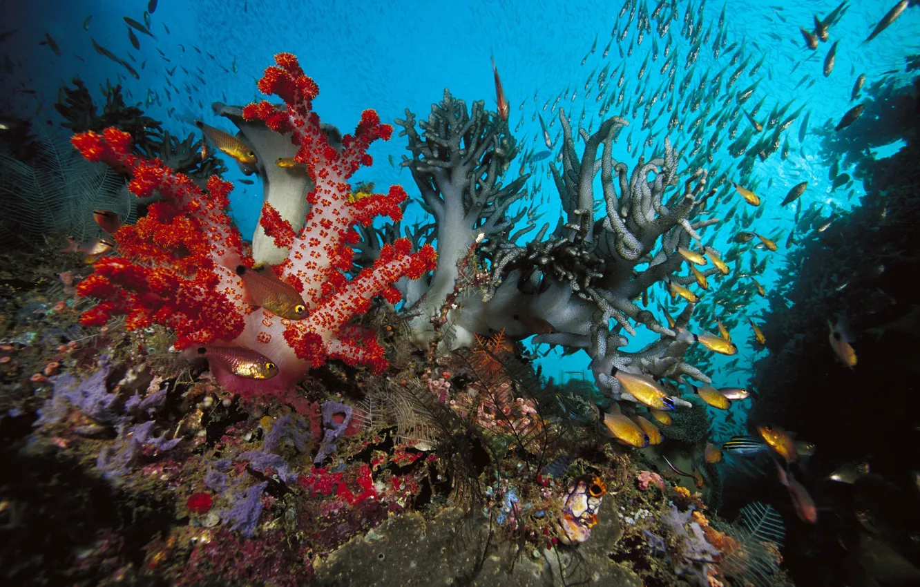 [Obrazek: pod-vodoy-korally-rybki.jpg]