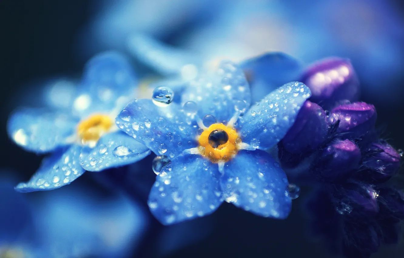 Фото обои капли, макро, цветы, лепестки, голубые, Незабудки