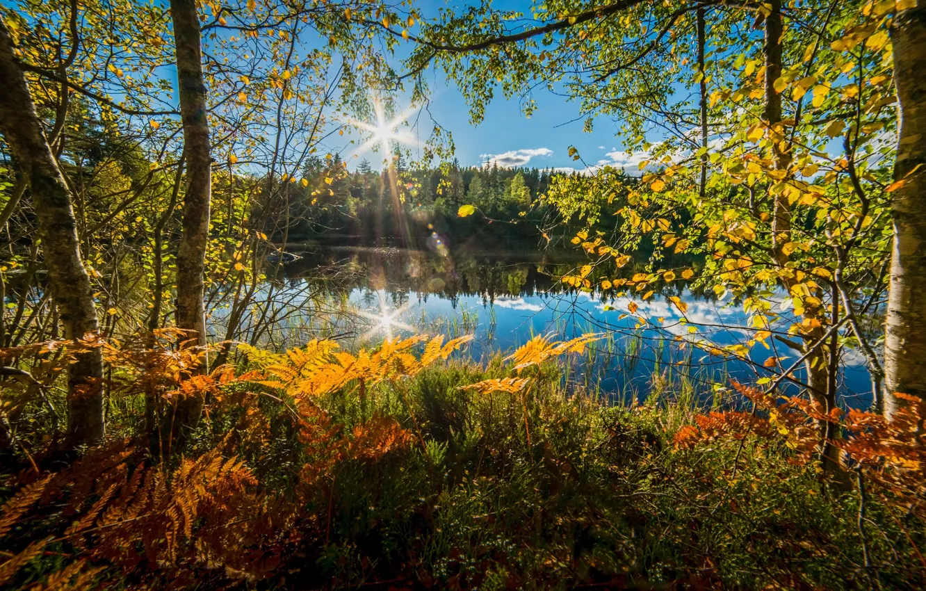 Фото обои осень, деревья, озеро, Норвегия, папоротник