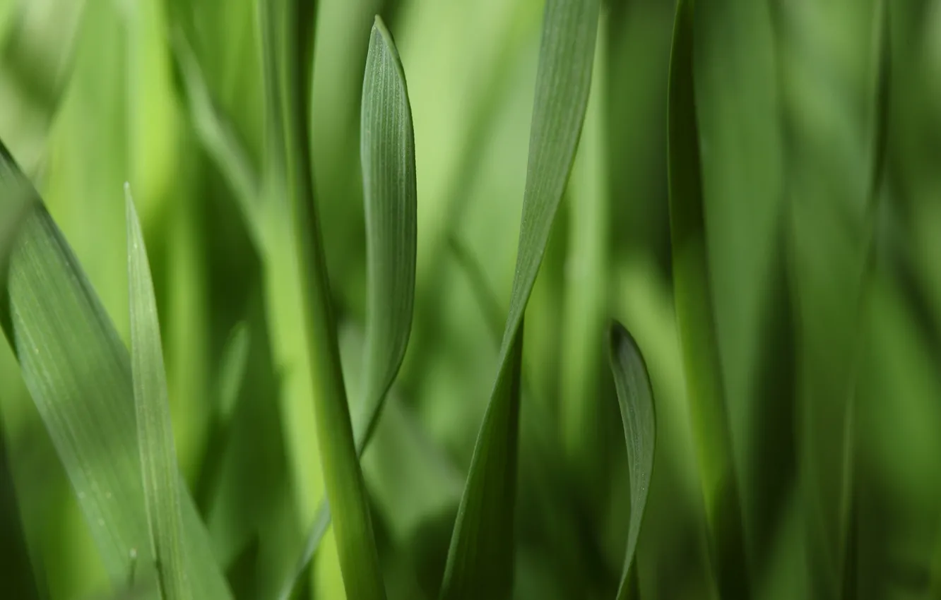 Фото обои зелень, трава, листья, макро, полоски, узкие