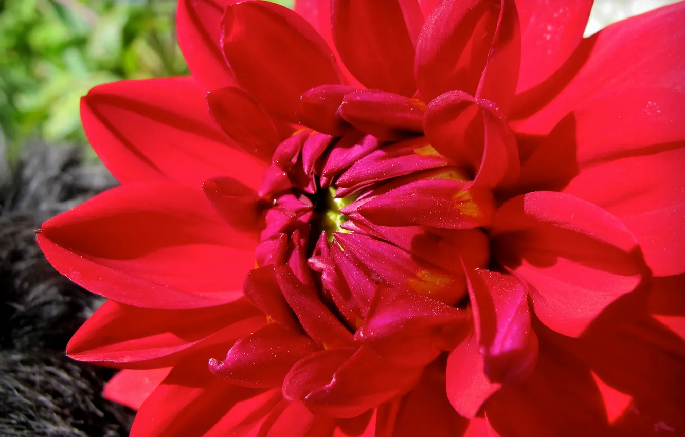 Фото обои цветок, красная, георгина
