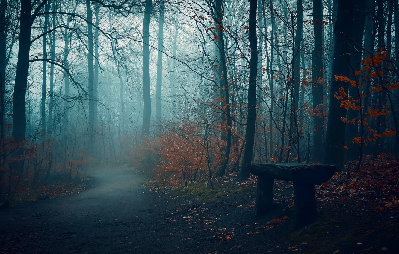 Фото обои дорога, осень, туман, парк, скамья