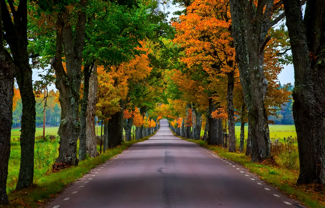 Фото обои дорога, осень, лес, листья, деревья, природа, парк, colors, color...
