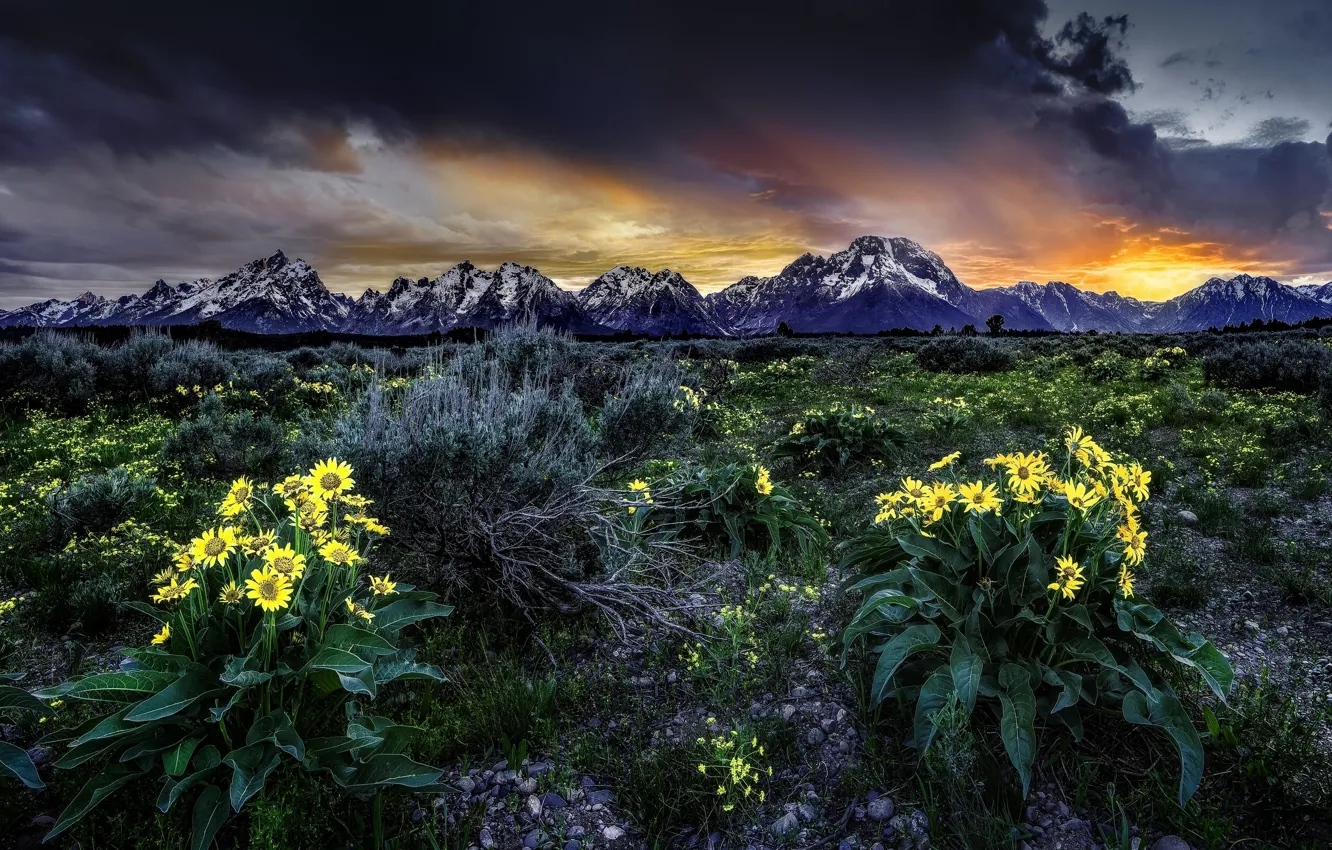 Фото обои цветы, восход, рассвет, луг, Вайоминг, Wyoming, Гранд-Титон, Grand Teton National Park, Скалистые горы, Rocky Mountains, …
