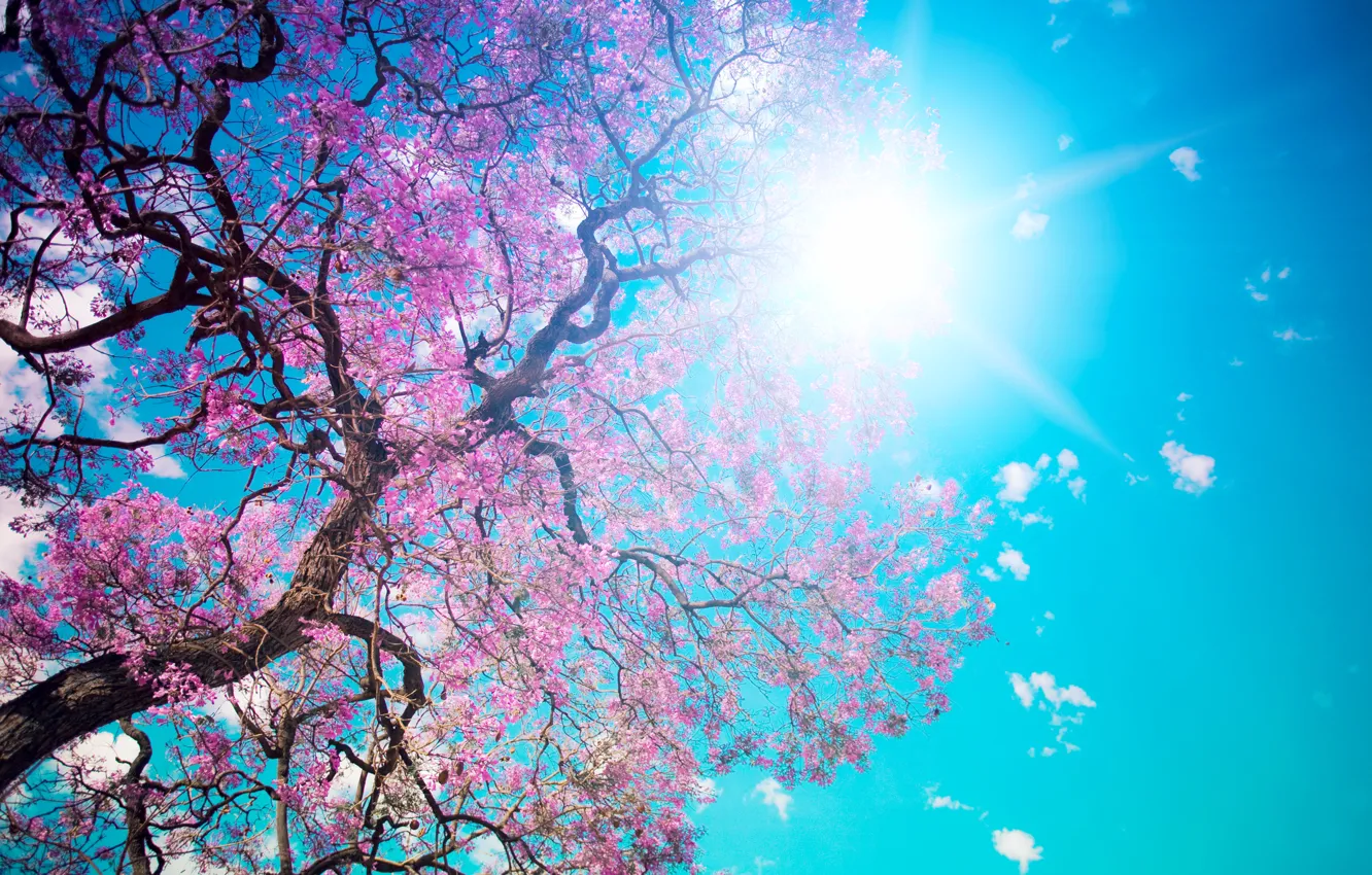 Фото обои небо, солнце, дерево, голубое, красота, лепестки, розовые, цветение, Beautiful tree blossom, ослепительное