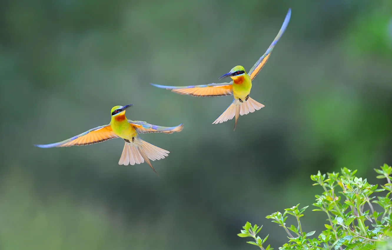 Скачать Фото Красивой Птицы