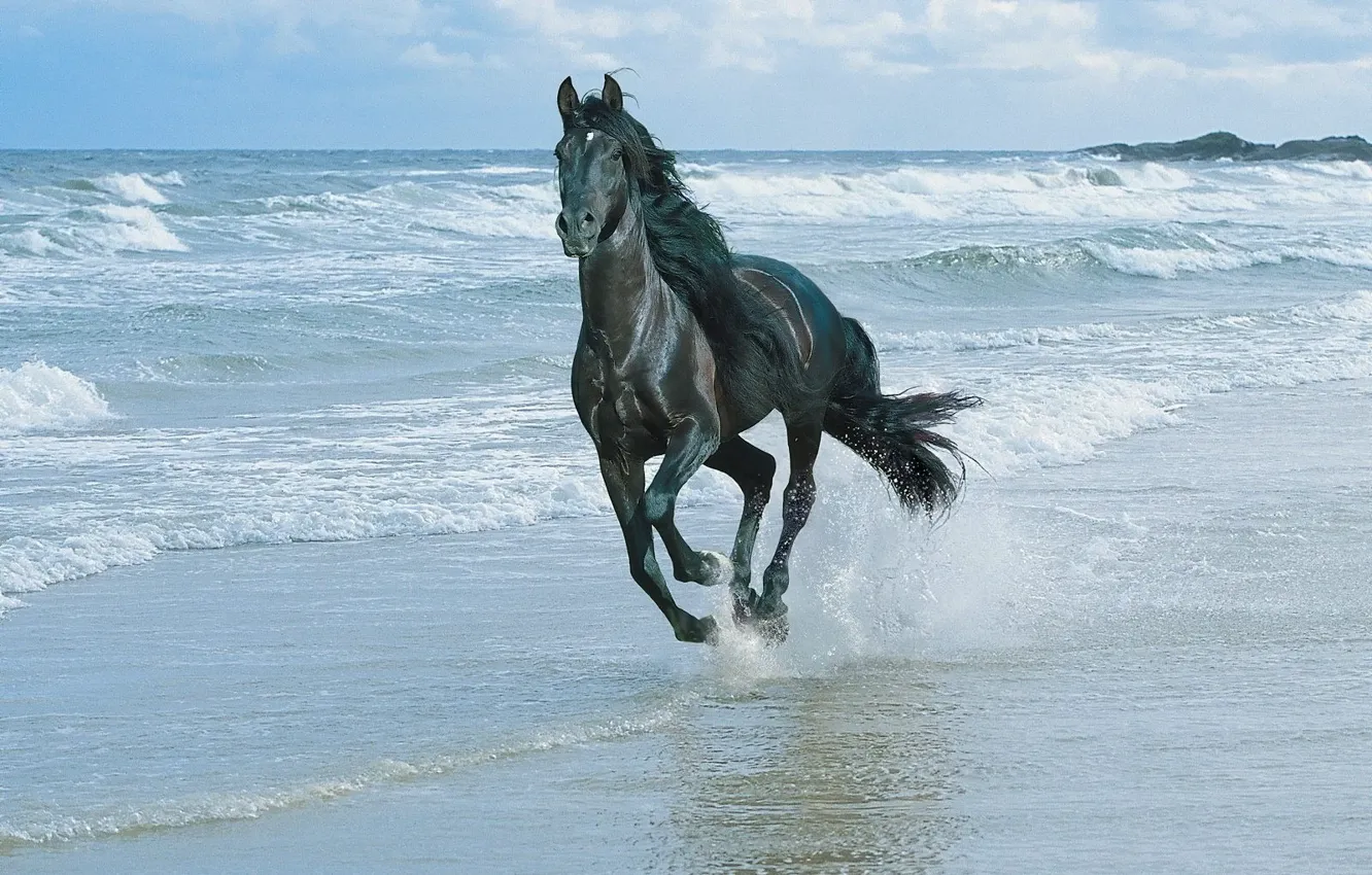 Фото обои море, лошадь, Волны