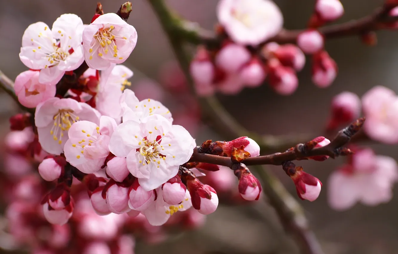 Фото обои цветы, природа, вишня, ветка, весна, лепестки, сакура, розовые, белые, бутоны, цветение