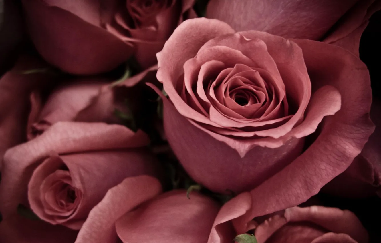 Фото обои макро, розы, лепестки