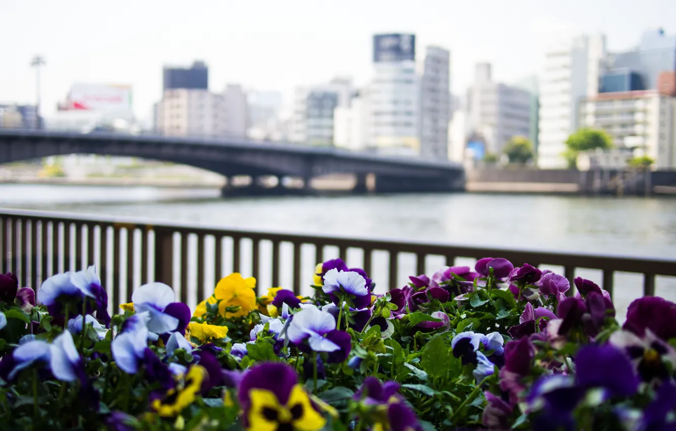 Фото обои цветы, мост, city, город, река, здания, ограда, Япония, Токио, Tokyo, Japan, анютины глазки, river, bridge, …