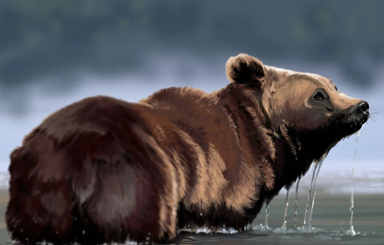 Фото обои вода, капли, медведь, арт, мех