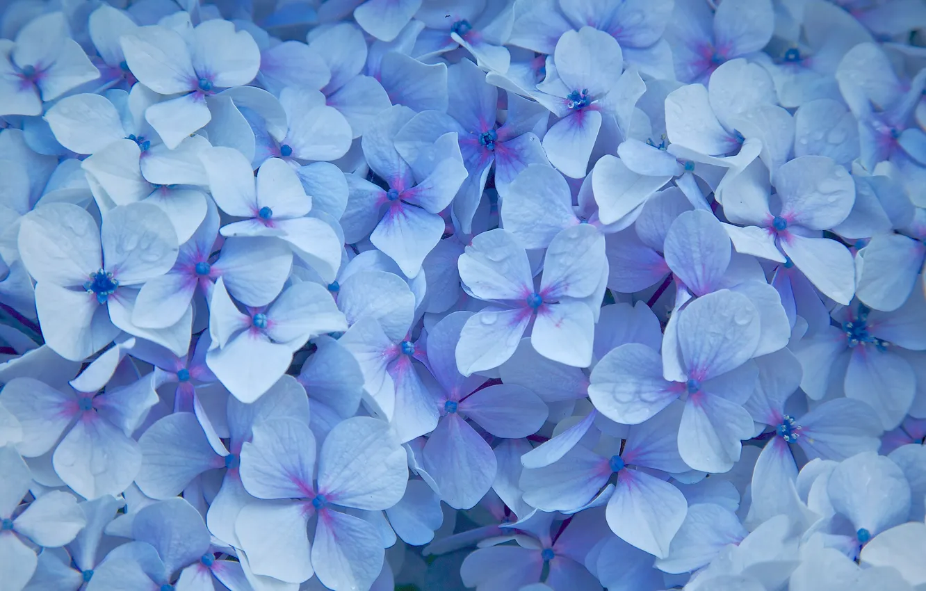 Фото обои цветы, капельки, лепестки, голубые, Гортензия