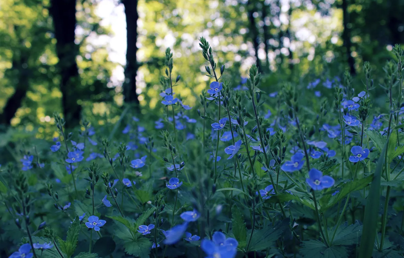 Фото обои поле, цветы, блики, весна, вечер, синие, боке
