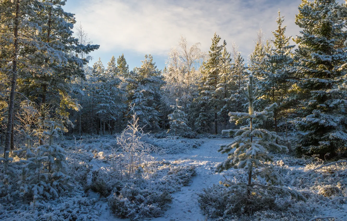 Фото обои лес, снег, деревья, природа