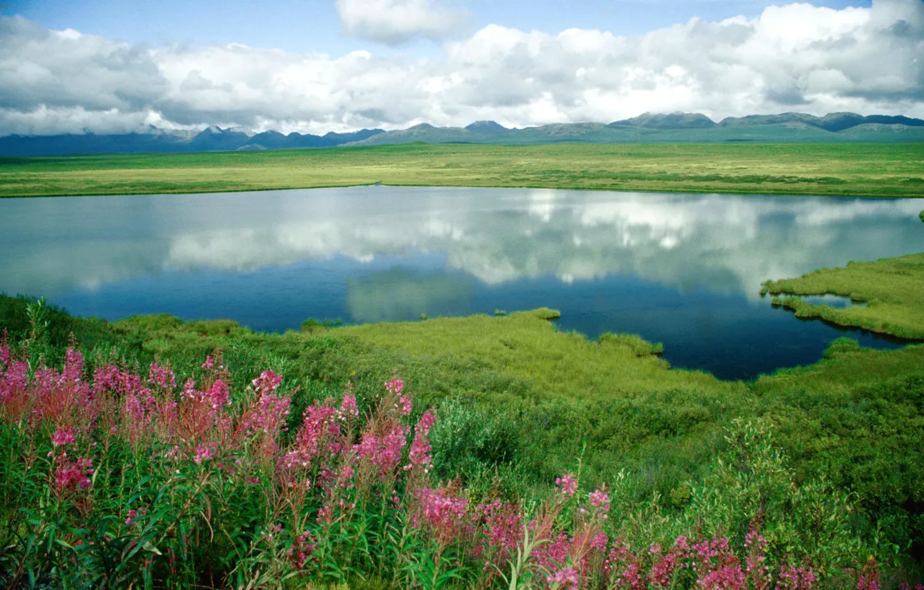 Фото обои трава, цветы, горы, озеро