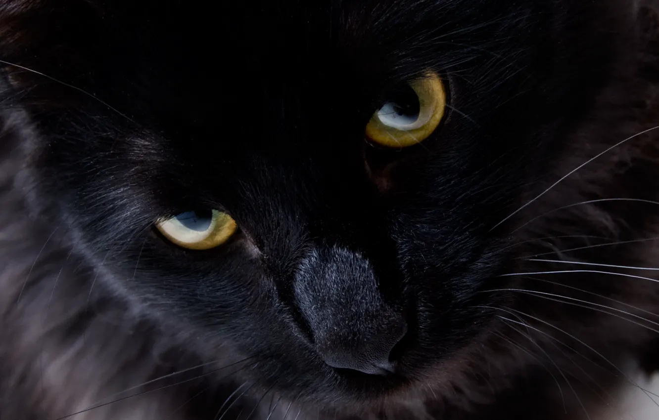 Фото обои кошка, глаза, взгляд, черный кот