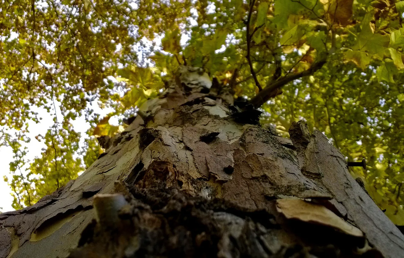 Фото обои wood, autumn, tree, greenery, cortex