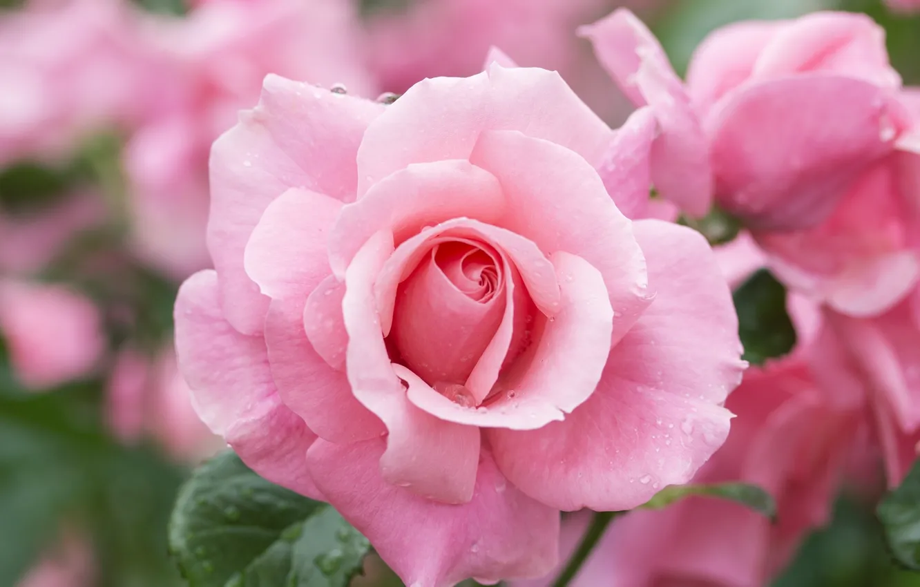 Фото обои розовый, роза, красавица