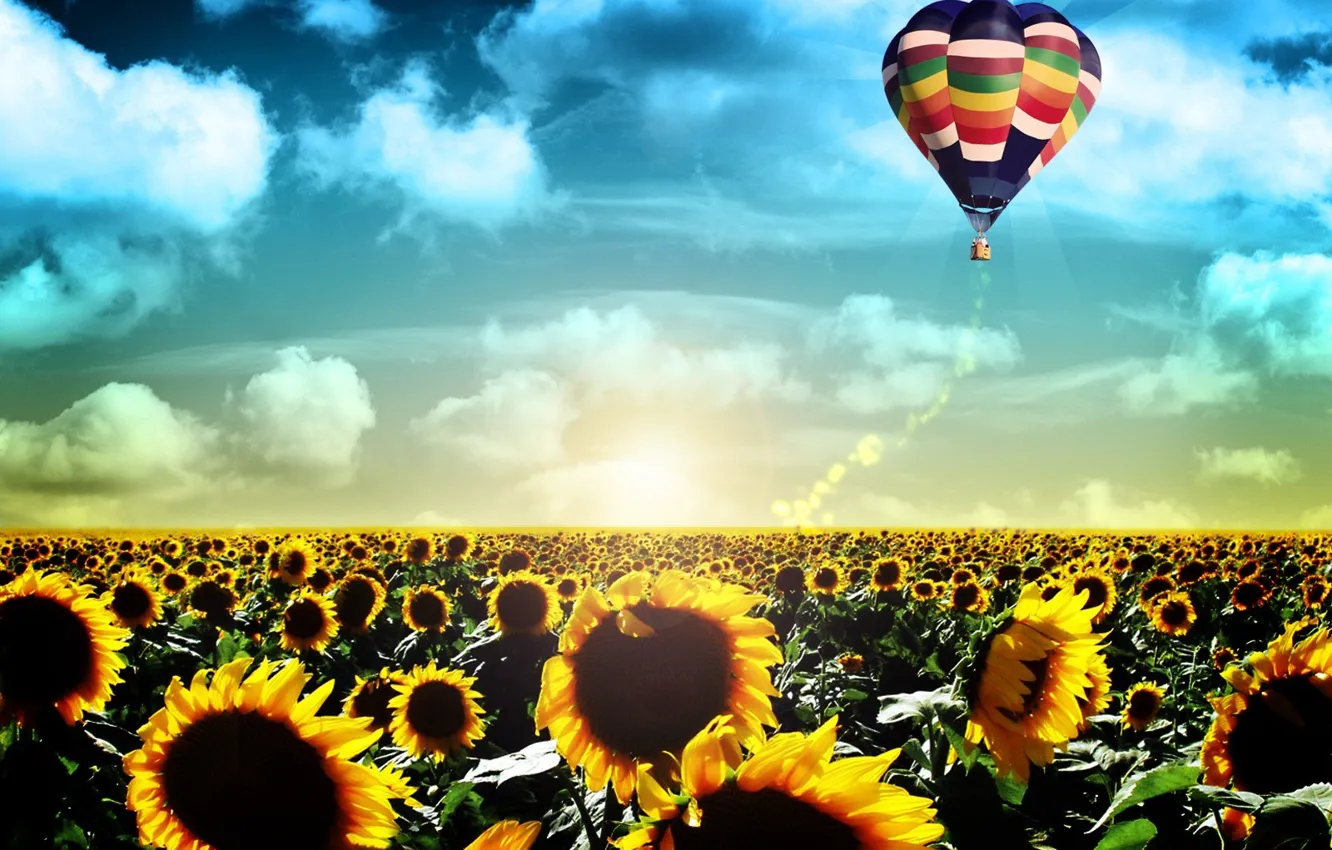 Фото обои поле, полет, подсолнухи, пейзаж, жизнь, воздушный шар, восход, рассвет