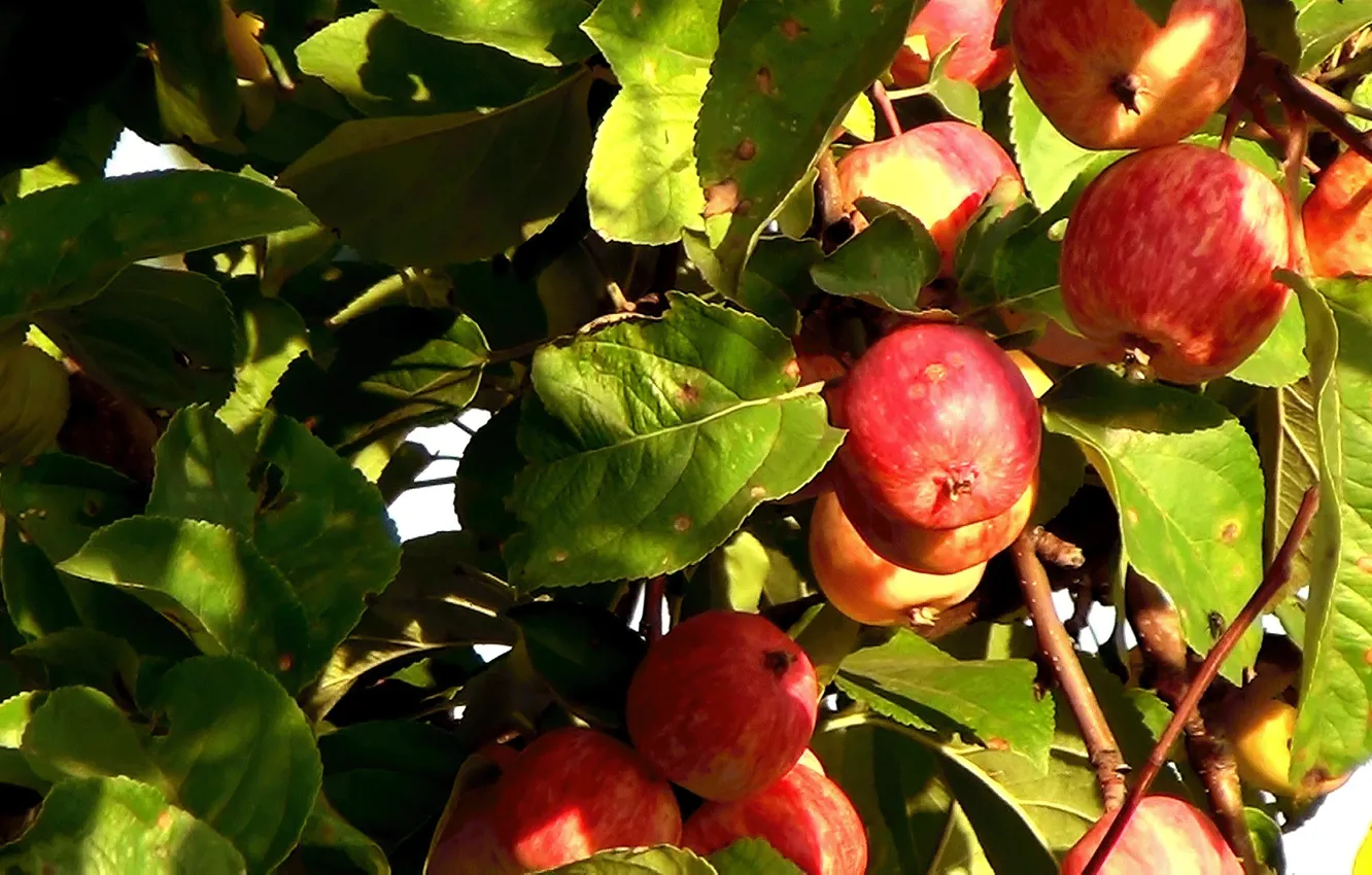 Фото обои лето, фрукты, Яблоки