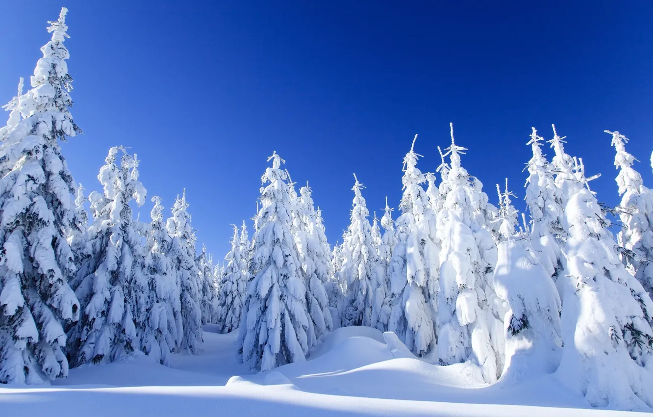 Фото обои зима, лес, снег, пейзаж, природа, ель, мороз