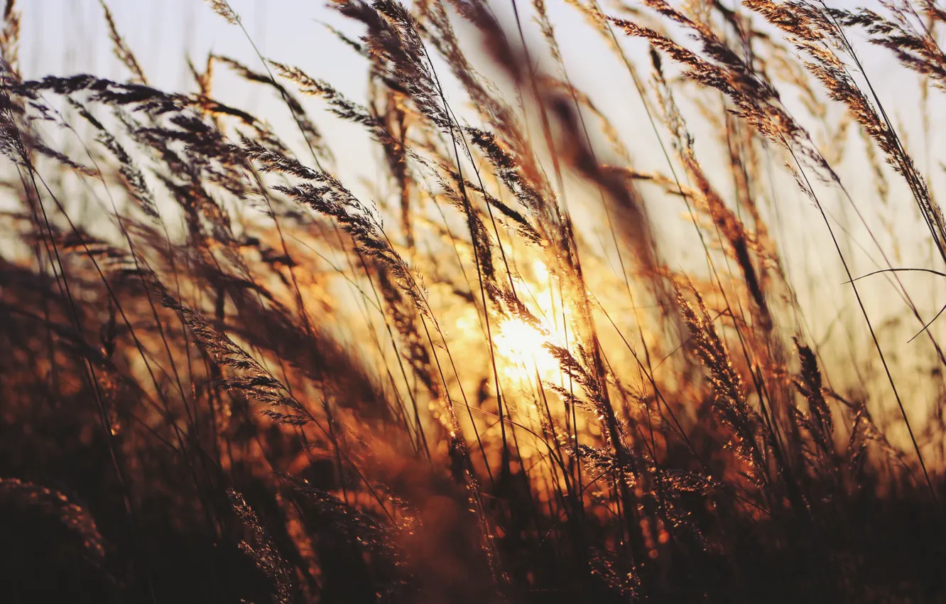 Фото обои трава, солнце, закат