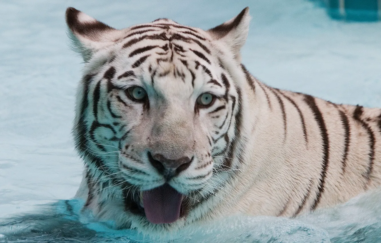 Фото обои вода, тигр, мокрый