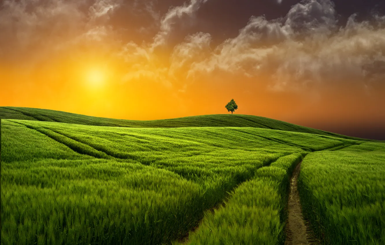 Фото обои поле, трава, закат, Природа