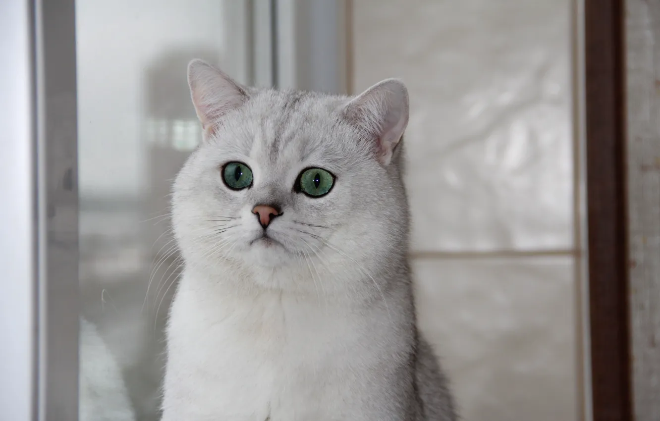 Фото обои кошка, окно, зеленые глаза, Британская шиншилла