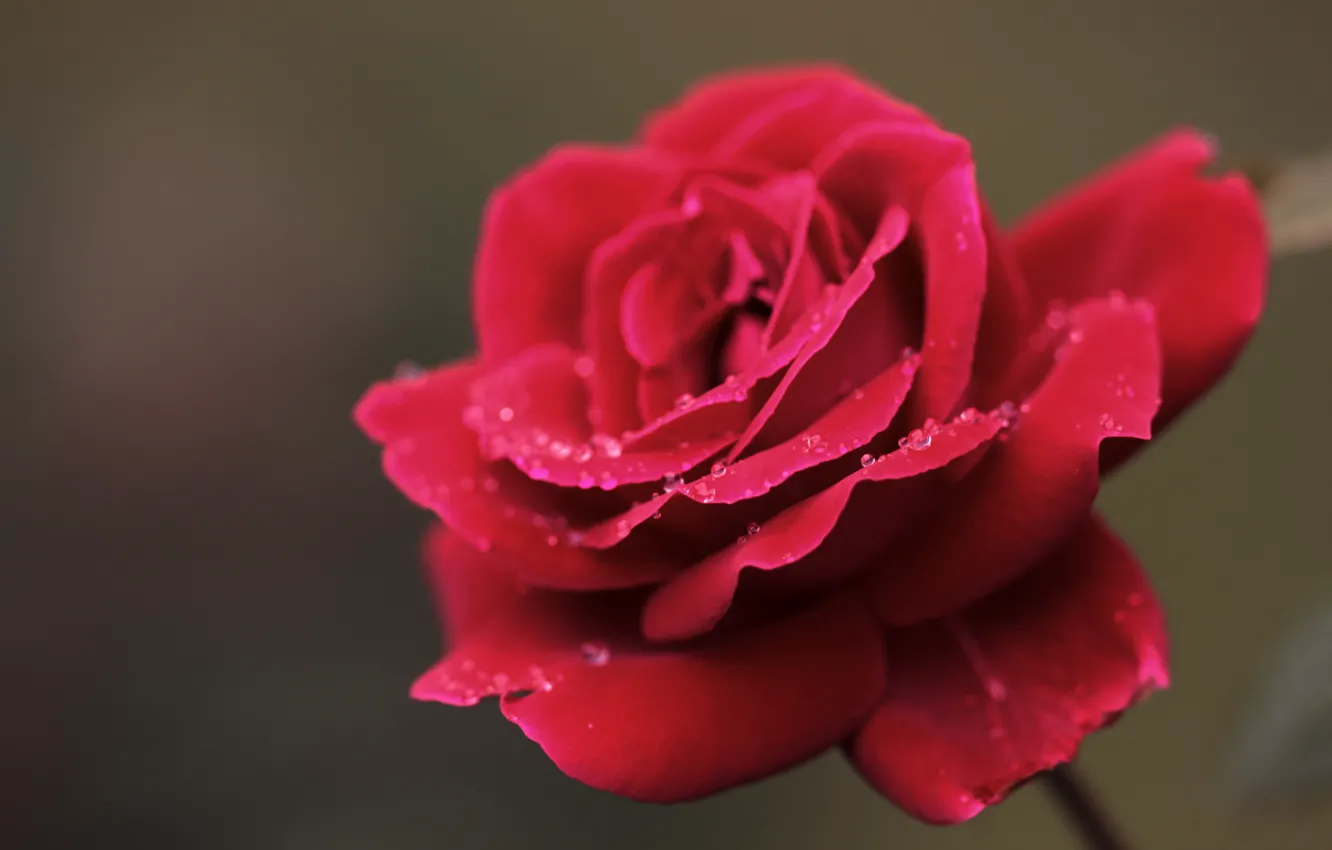 Фото обои цветок, капли, макро, роса, роза, лепестки, красная