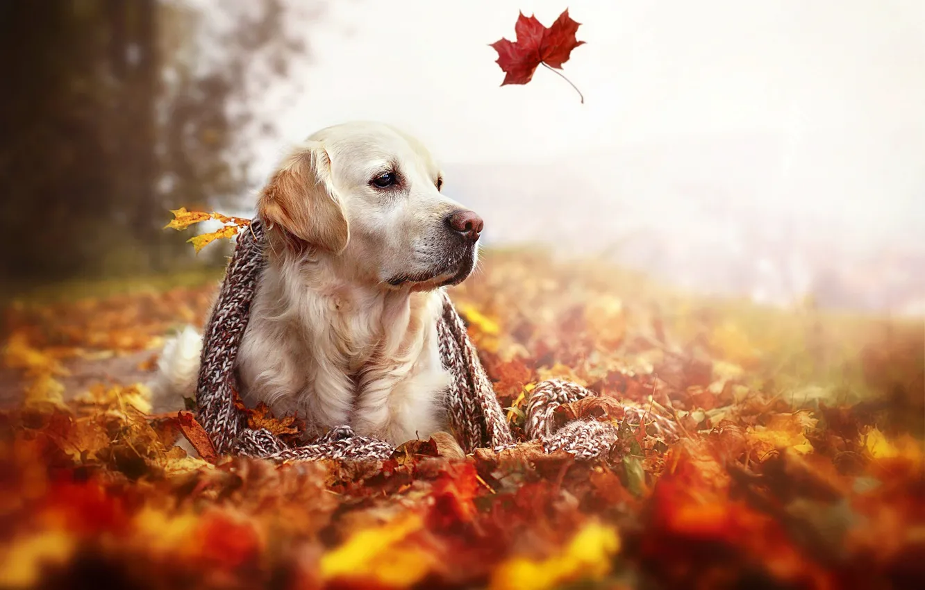 Фото обои осень, листья, природа, собака, шарф, Золотой ретривер