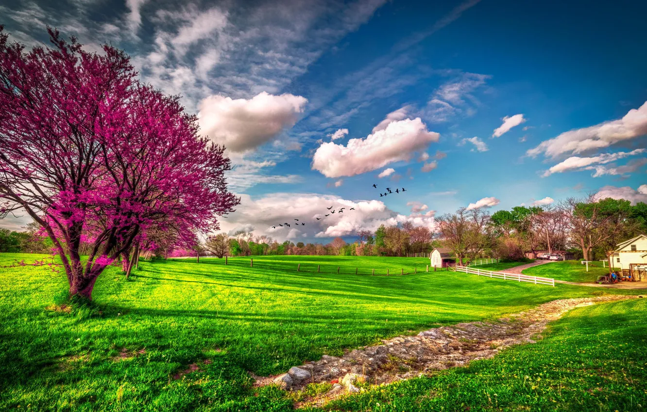 Фото обои зелень, трава, облака, дерево, весна, США, цветение, ферма, штат Миссури
